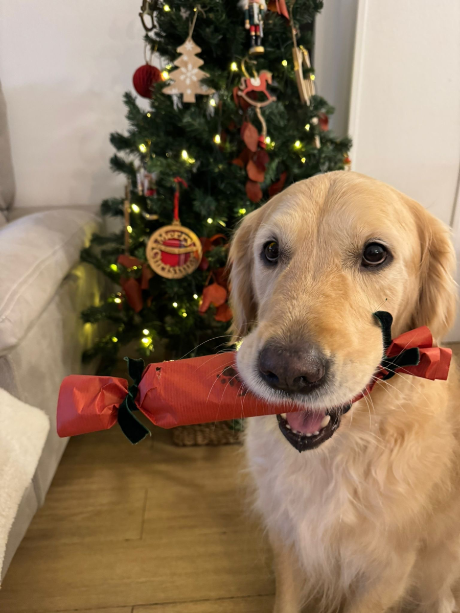 Golden retriever de la comunidad MyPipican