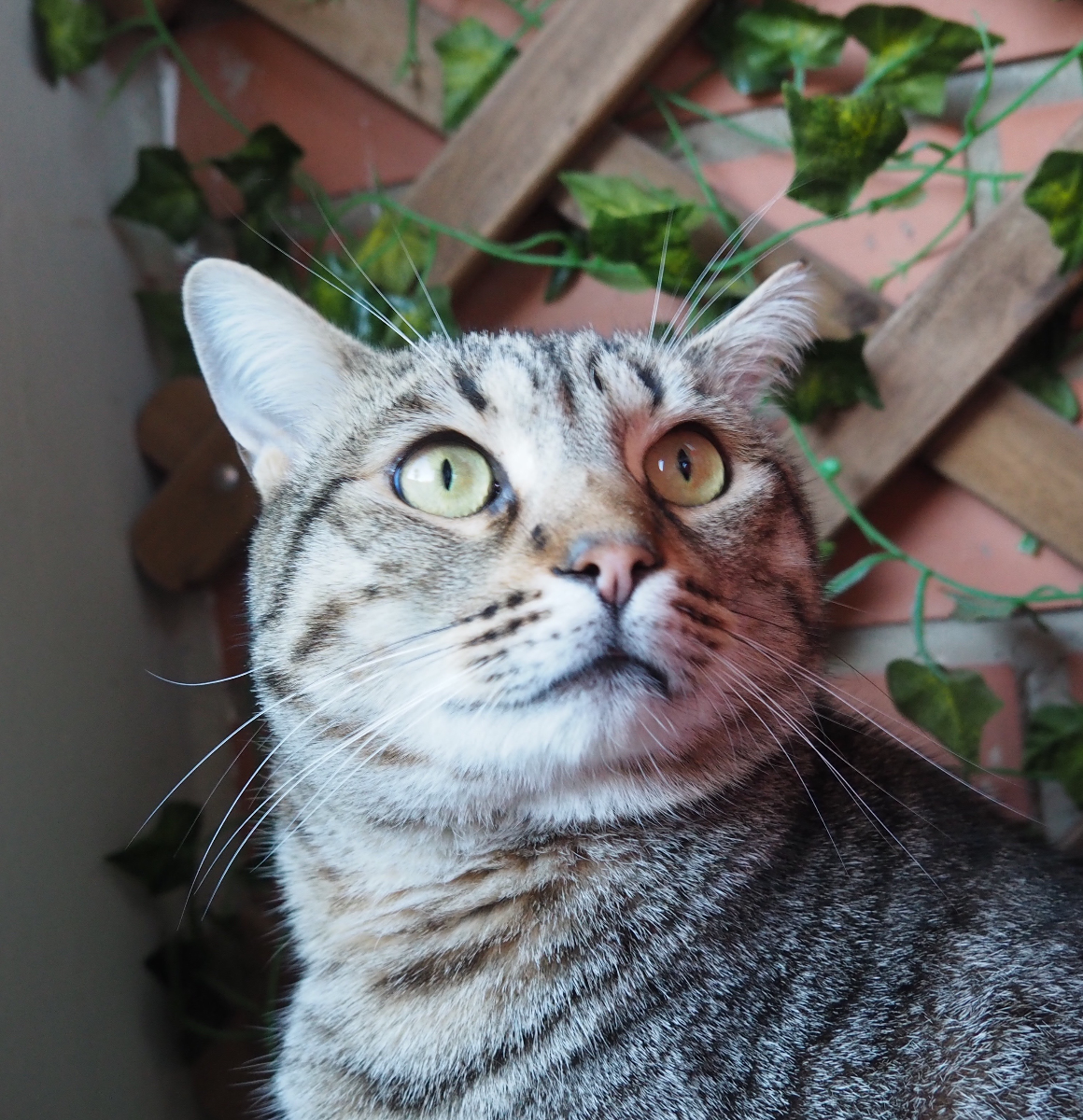Gato de la comunidad MyPipican