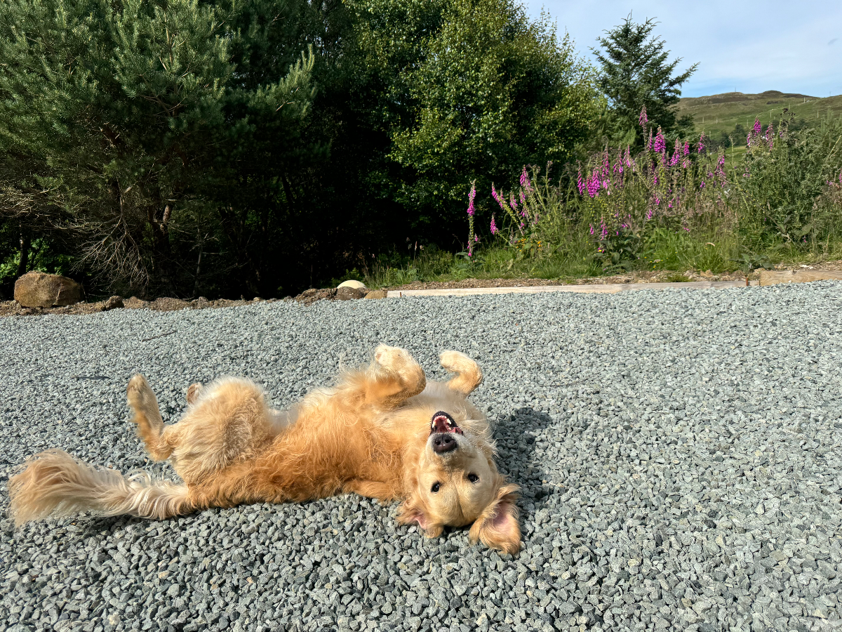 Golden retriever jugando al aire libre